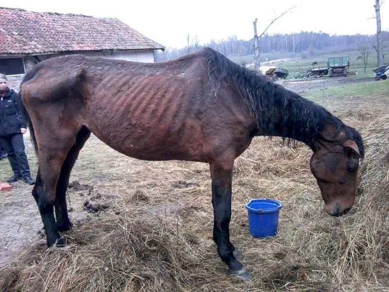 W takim stanie często trafiają zwierzęta pod opiekę OTOZ Animals