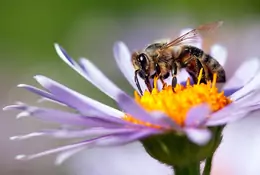 Pszczoły w odwrocie, karaluchy w natarciu. Populację owadów czeka zagłada?