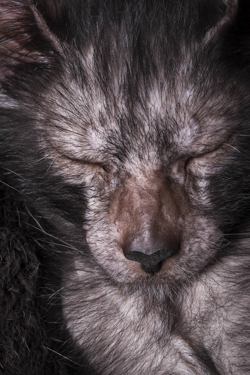 Niezwykły kot rasy Lykoi. Lobo the Cat wygląda jak wilkołak!