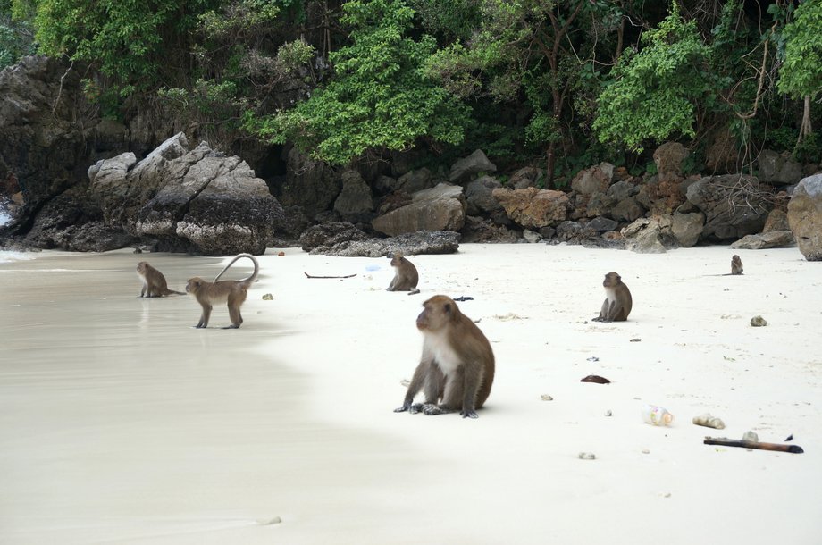 Monkey beach