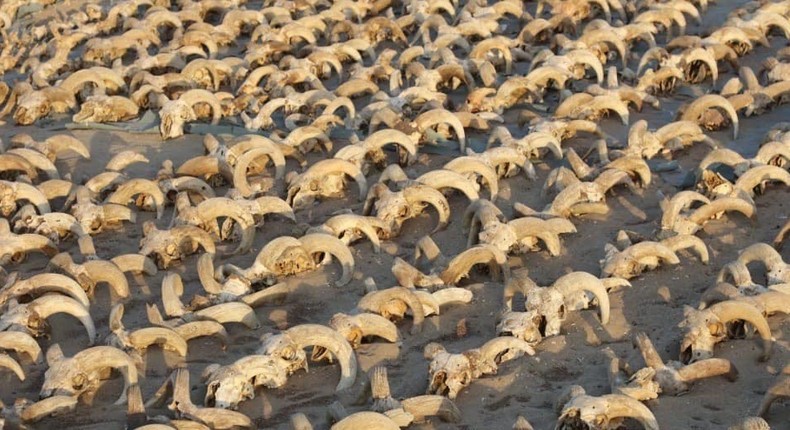 Some of the 2,000 ram heads discovered in Egypt.Egyptian Ministry of Tourism and Antiquities