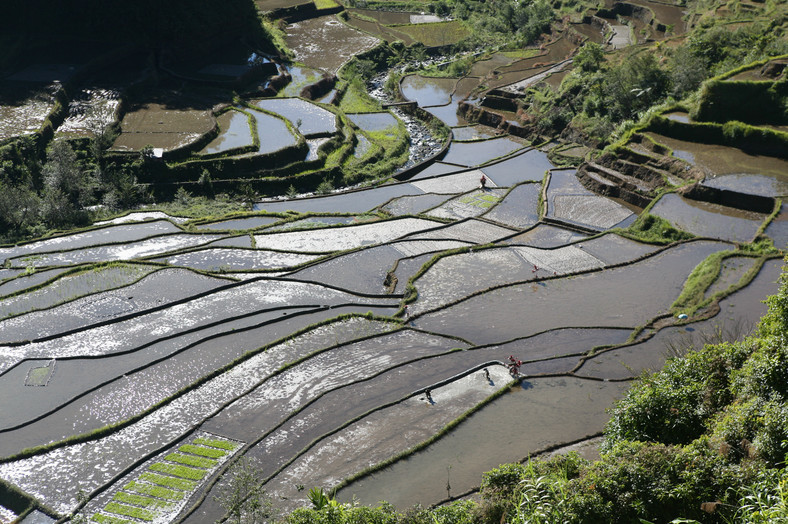 Uprawa ryżu, Banaue, fot. Robert Pawełek, TravelCompass