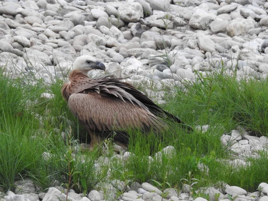 1697014048 spaseni-beloglavi-supovi-foto-vjekoslav-joksimoviC-3