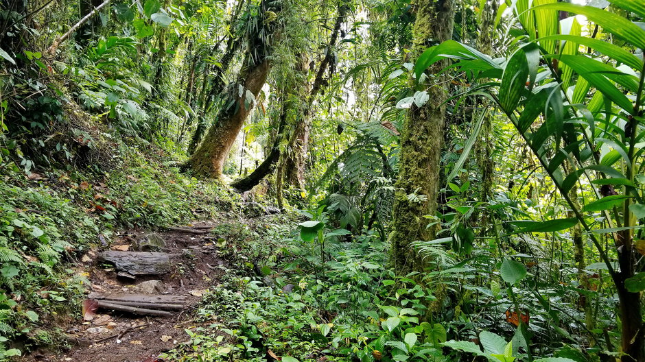 Szlak turystyczny w panamskim lesie - spacaj/stock.adobe.com