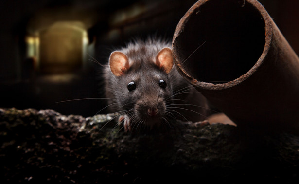 Do walki ze szczurami zmusza ustawodawca, a nie gmina
