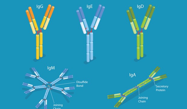Nivo IgA antitela se proverava iz krvi