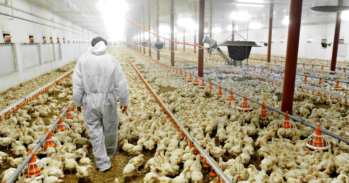 Nowe ogniska groźnej zarazy w Polsce. Ekspert mówi o skutkach