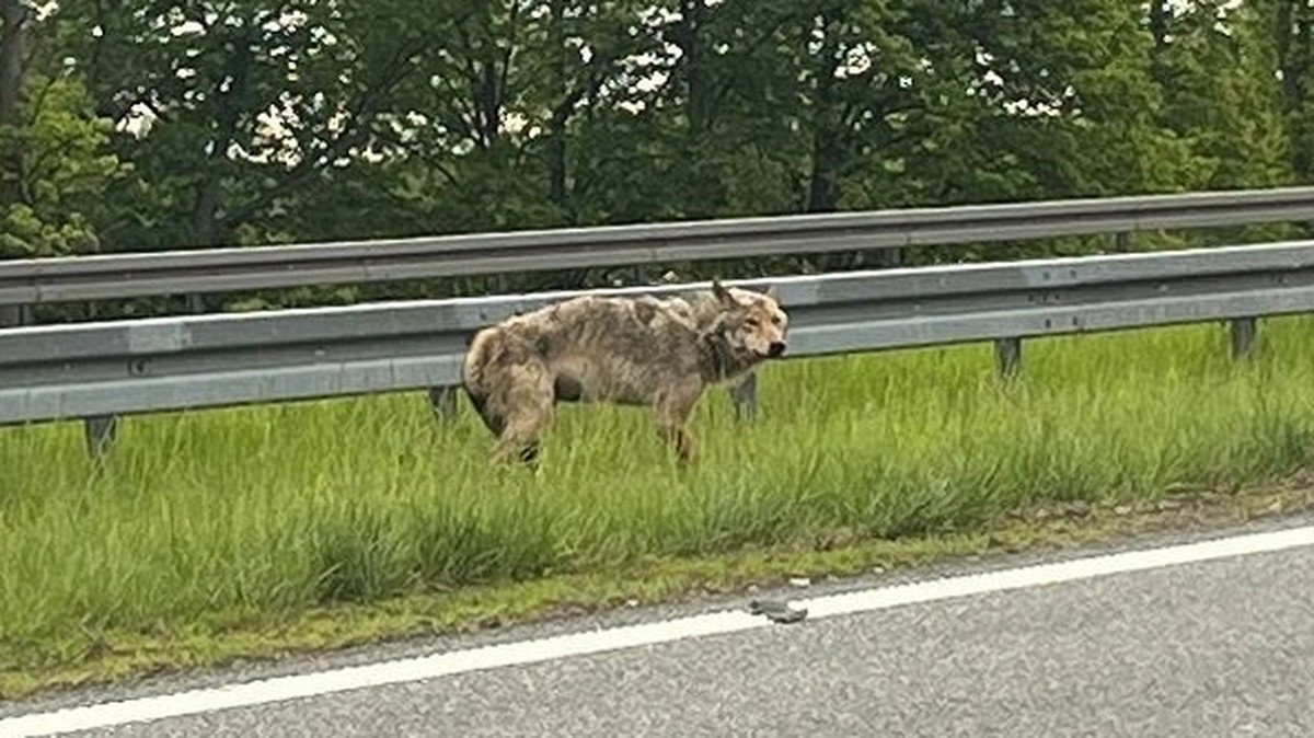 Ranny wilk przy ruchliwej trasie do Gdańska. Kierowcy przecierali oczy