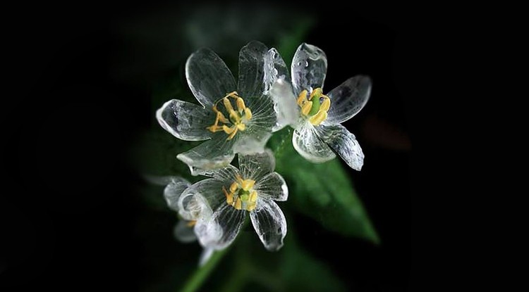 skeleton-flower