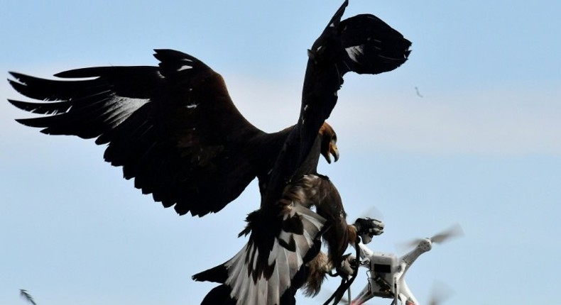 A royal eagle catches a drone during a military exercise at the Mont-de-Marsan airbase, southwestern France