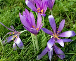 Ważne ostrzeżenie dla turystów. W Tatrach kwitnie śmiertelnie niebezpieczna roślina