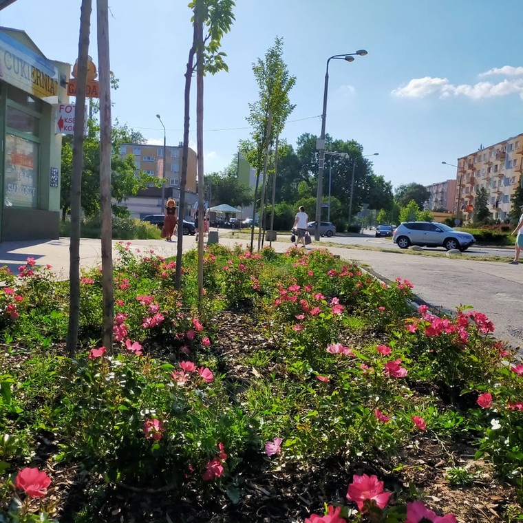 Skwer w Radomiu, który został zazieleniony