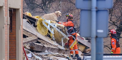 Eksplozja kamienicy w Szopienicach. Na pomoc wezwano psy ratownicze. Bohaterowie na czterech łapach szukają człowieka w gruzowisku