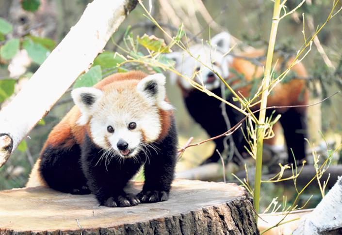 Vőlegényt kapott a vörös panda - Blikk