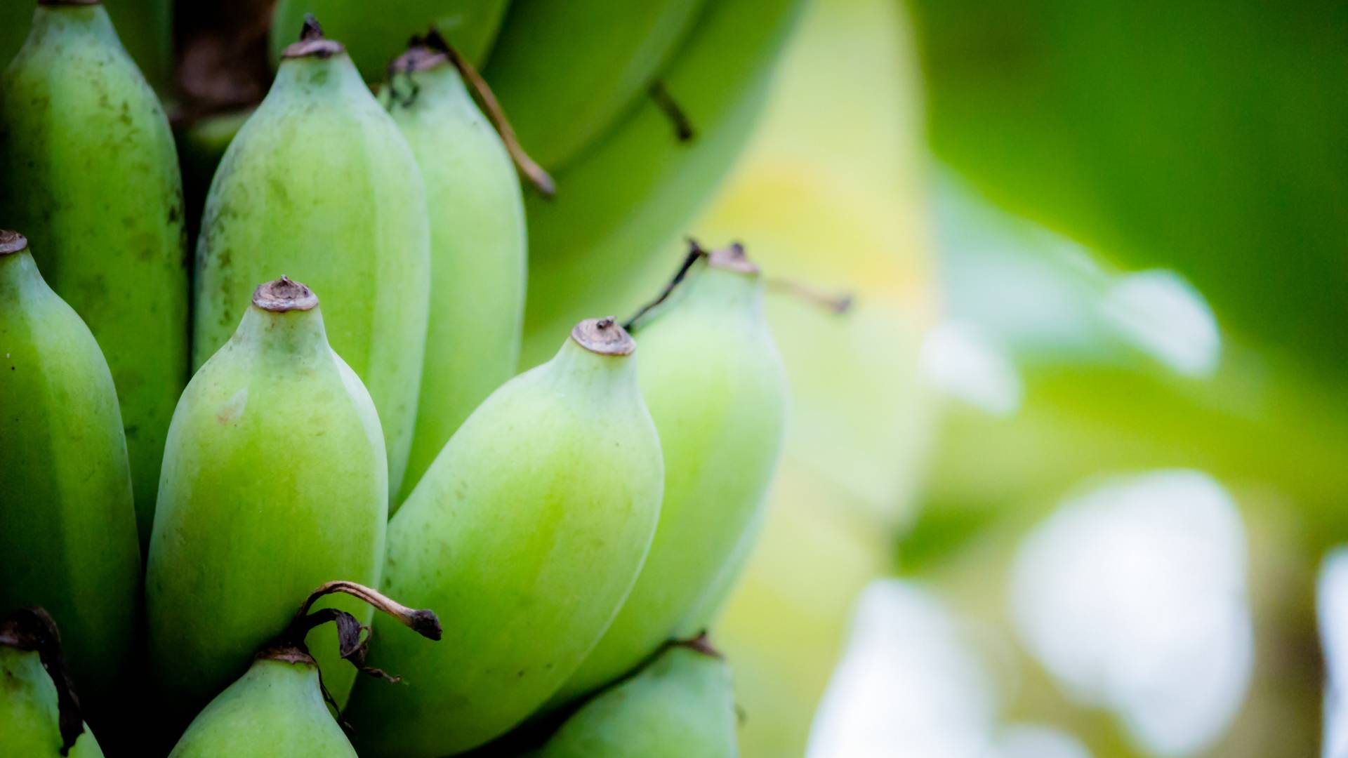 Egy Etiópiában termő banánféle lehet az emberiséget megmentő új szuperélelmiszer