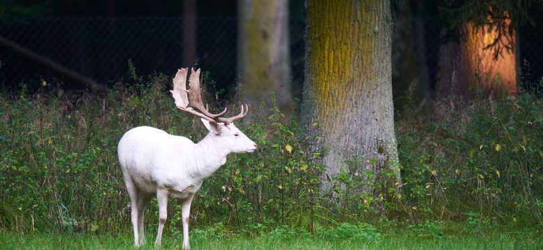 "To sensacja". W tych lasach można spotkać... białego jelenia