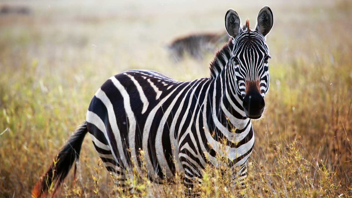 Dlaczego zebra ma paski? Nowe badania ujawniły, że odgrywają one dużą rolę przy termoregulacji. Czarno-biała sierść zebry ułatwia zwierzęciu ochłodzenie się.