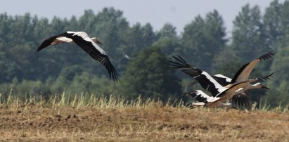 To już koniec lata? Ptaki już odlatują