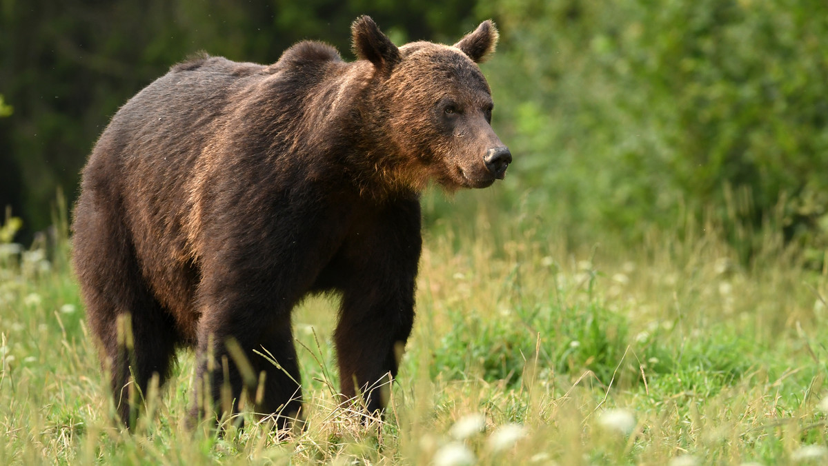 Podkarpacie: Niedźwiedzie w Bieszczadach i Beskidzie Niskim wciąż aktywne