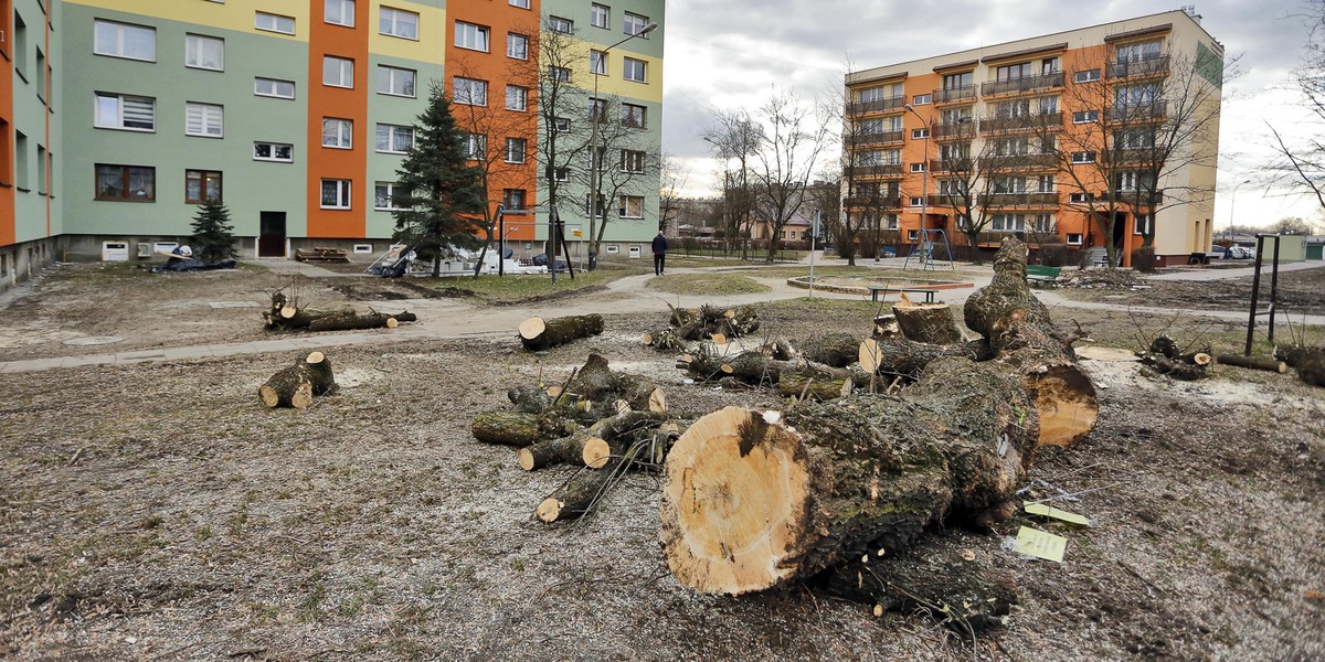 Wycinka drzew po wejściu w życie „Lex Szyszko”