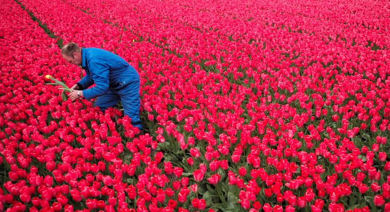 Farmer Piet Warmerdam picks up a yellow tulip from a red flower field, as its growth could damage the rest, in Den Helderin, Netherlands.