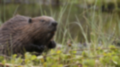 Chcą zabić 1500 bobrów, choć twierdzą, że chronią środowisko