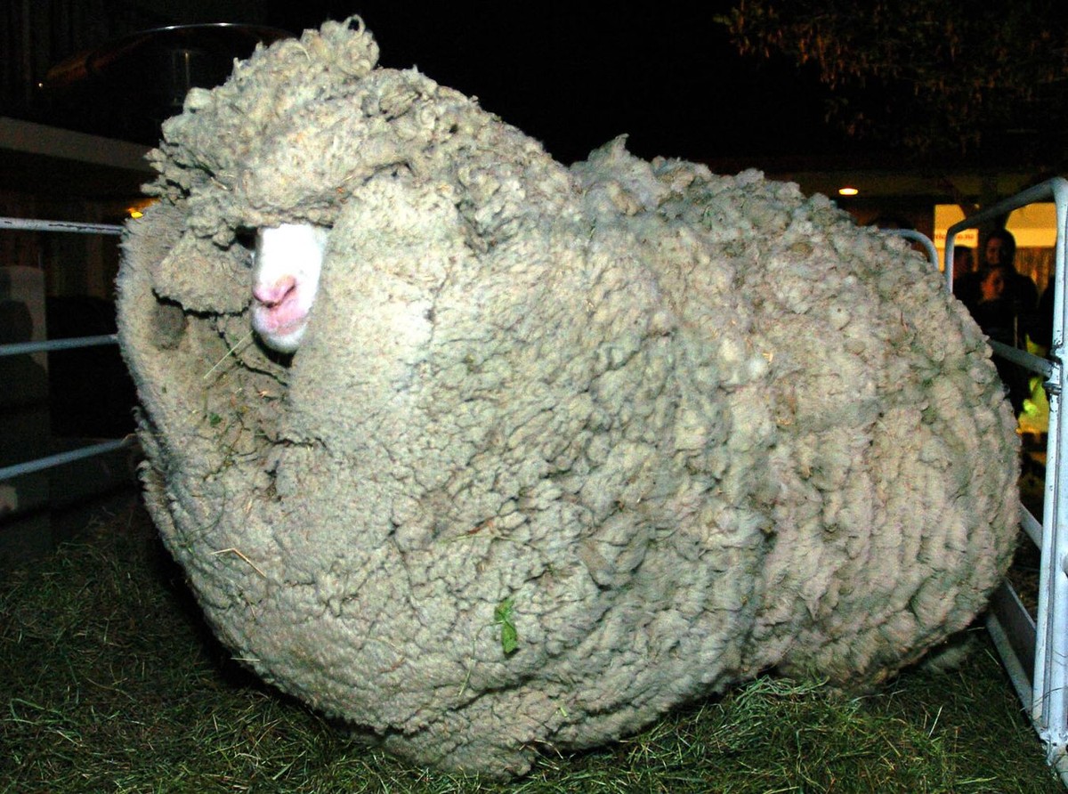 Zdechł słynny kudłaty baran z Nowej Zelandii