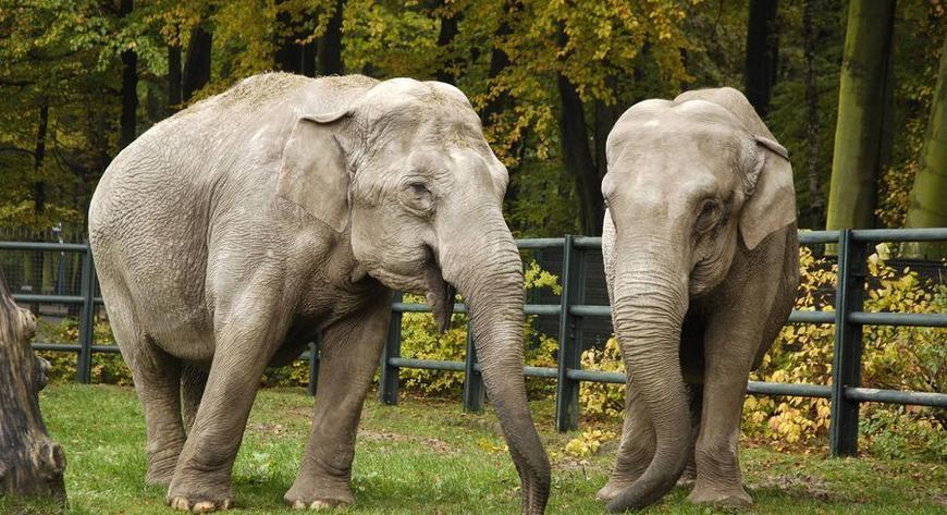 Dodatkowe kursy linii nr 734 do ZOO są uruchamiane w zależności od prognozy pogody. W każdy czwartek na stronie internetowej ztp.krakow.pl publikowany jest komunikat o funkcjonowaniu linii w ciągu najbliższego weekendu. W przypadku braku uruchomienia dodatkowych kursów linia funkcjonuje co 30 minut.