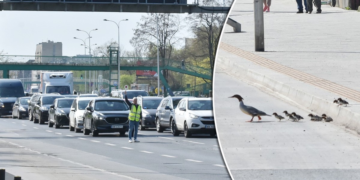 Warszawa. Rodzina nurogęsi postanowiła przejść przez 6 pasów Wisłostrady.