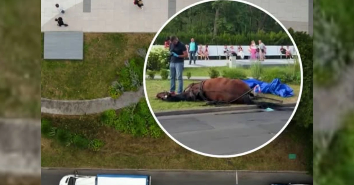 Śmierć wyczerpanej klaczy w Świnoujściu. Prokuratura wszczęła śledztwo