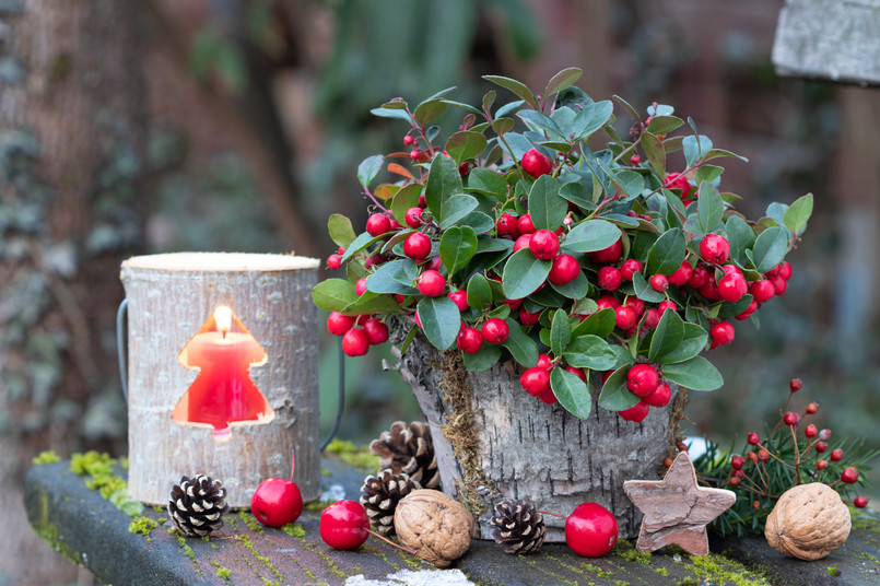 Christmas,Garden,Decoration,With,Gaultheria,In,Pot,And,Wooden,Lantern