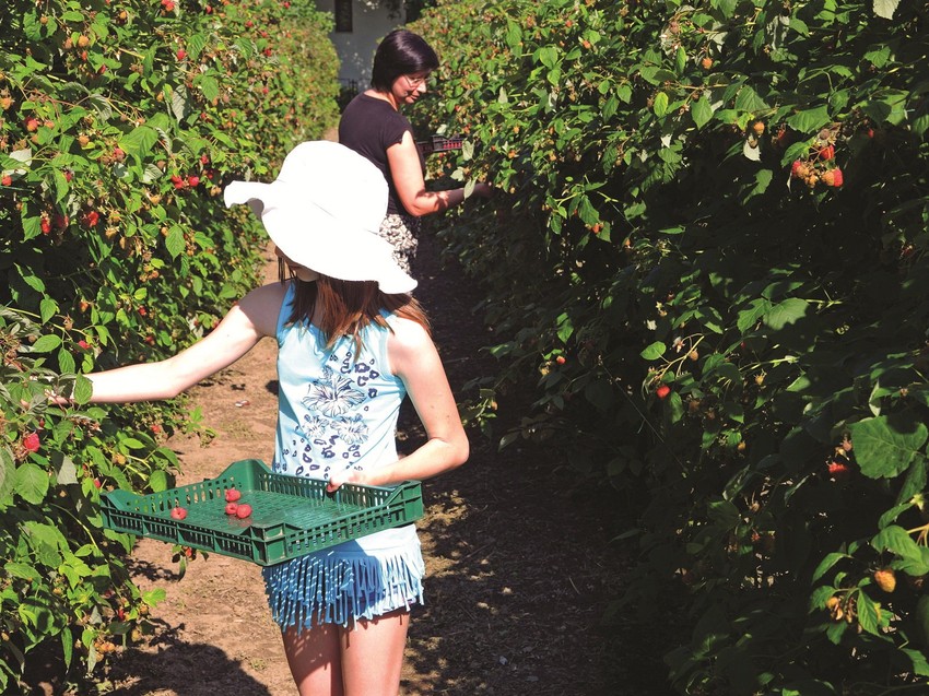 Neki berači su posle dva dana odustajali