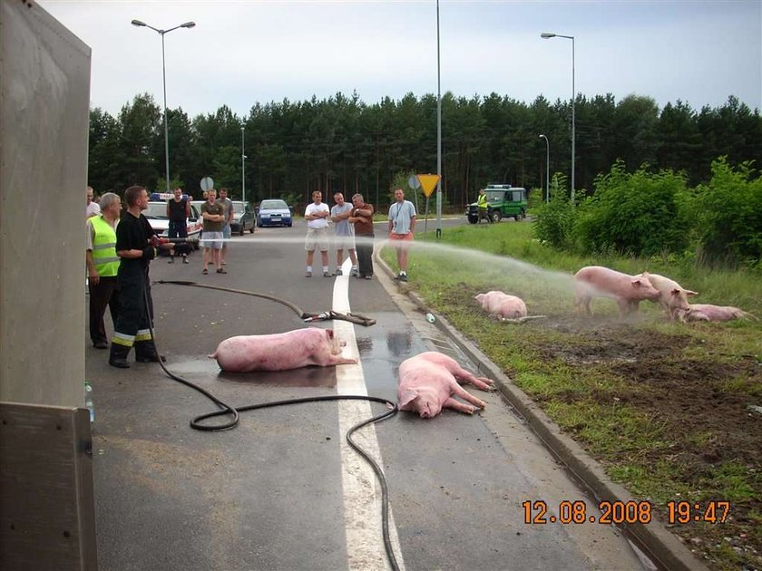 Niemieckie świnie uciekły z transportu