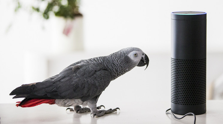 Az Amazon okos asszisztense, Alexa egy papagájjal beszélget /Fotó: Northfoto