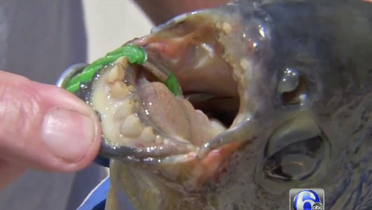 Rybak z New Jersey złowił egzotyczną rybę pochodzącą z Ameryki Południowej. Wyróżniają ją podobne do ludzkich zęby i nieliczne, ale nagłośnione, ataki na męskie jądra – informuje huffingtonpost.com.