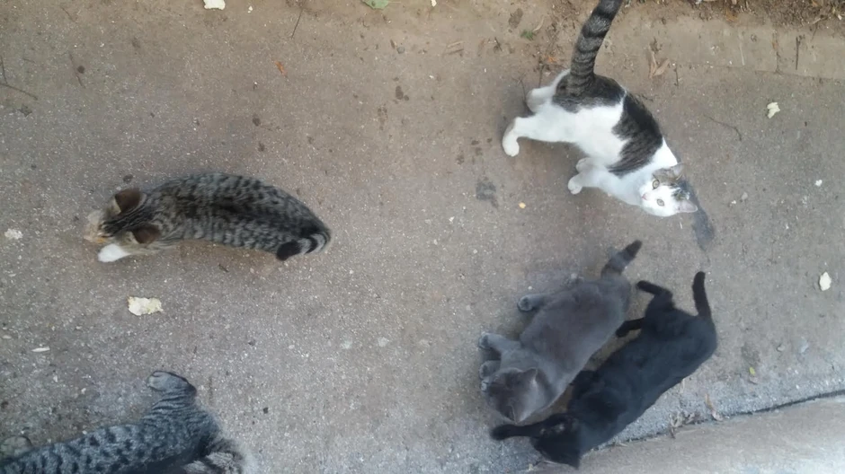 Macama treba pomoć da prezime