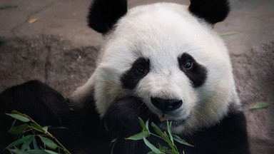 Panda wielka uratowana, ale nasz krewny, goryl wschodni bliski wymarcia