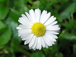 Rumianek ukoi podrażnioną skórę