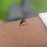 Ezek az egzotikus betegségek jelenhetnek meg Németországban