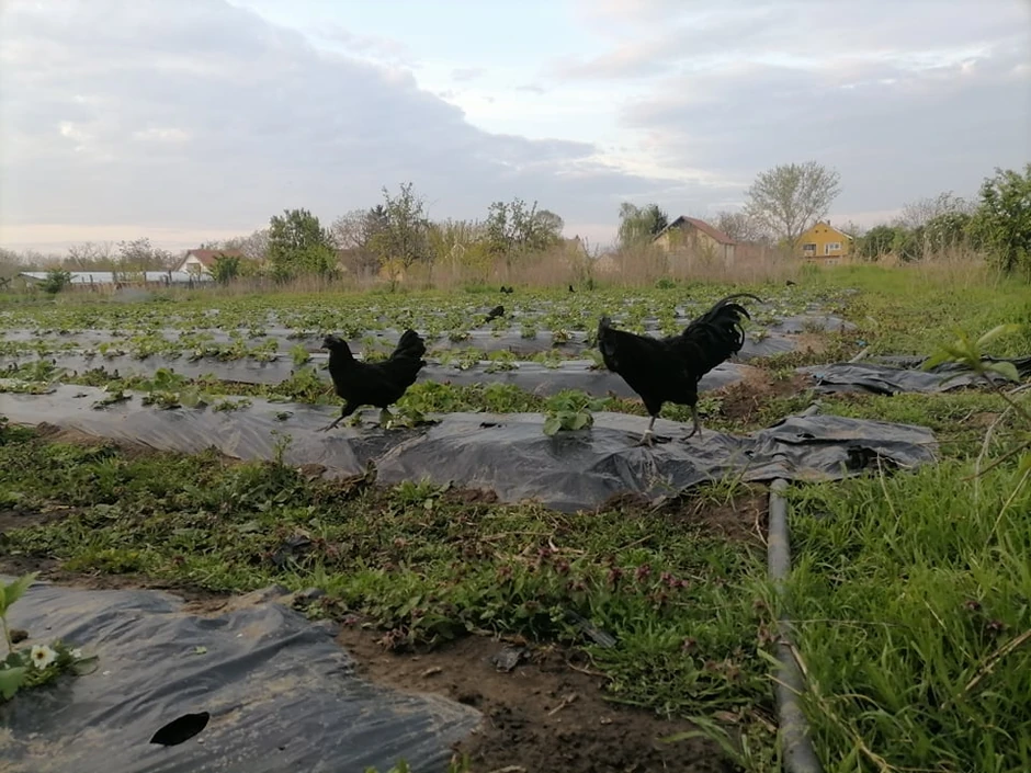 Crne koke ayam cemani