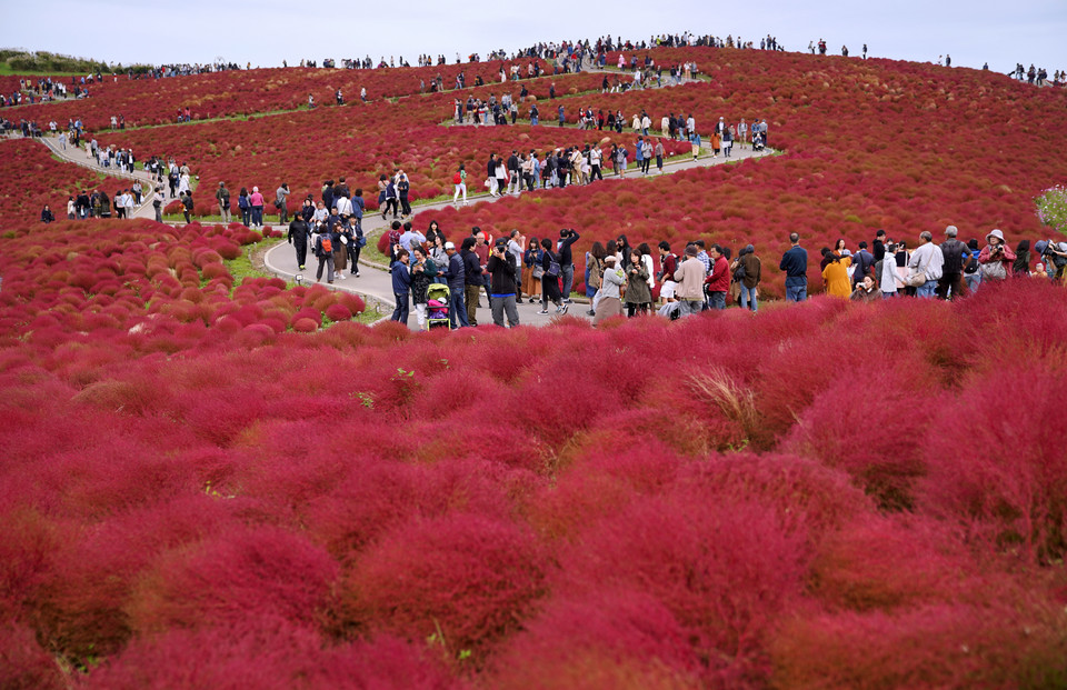 Niezwykłe czerwone krzewy atrakcją turystyczną w Japonii