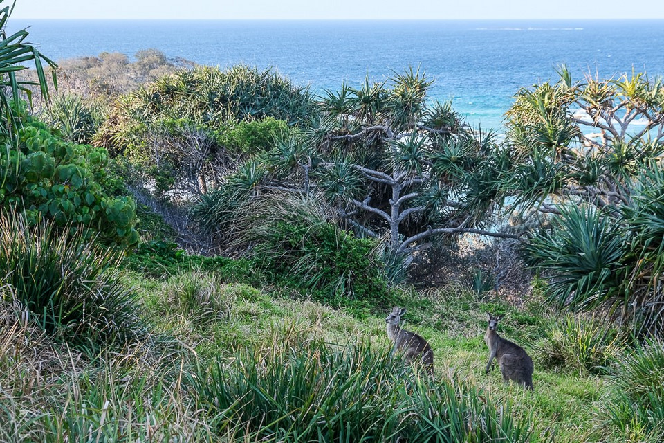 Kangury na wsypie North Stradbroke Island