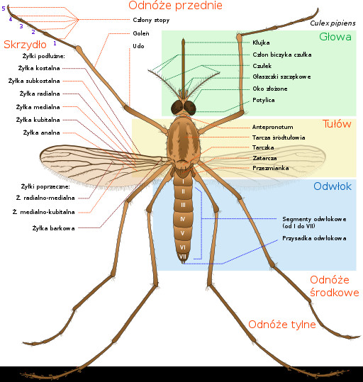 Anatomia komara