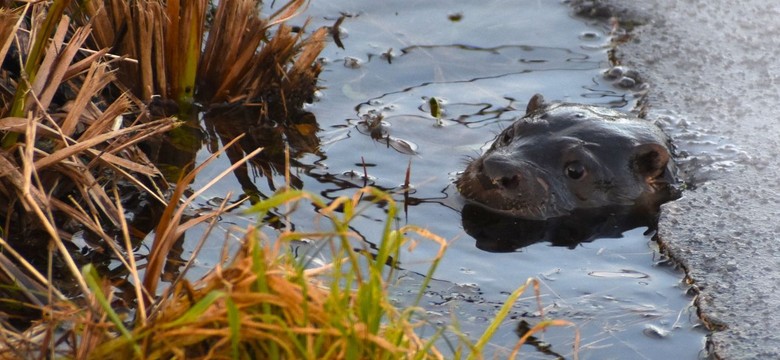 "Ni to pies, ni to...". Leśnicy pokazali zagadkowe zdjęcie
