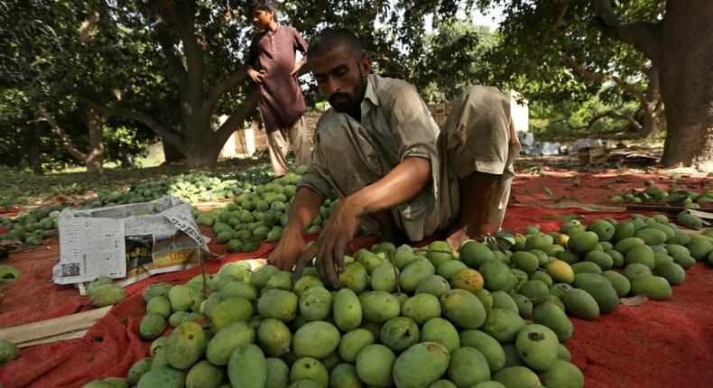 A labourer sorts mangoes before packing them into boxes at a farm in Multan, Pakistan