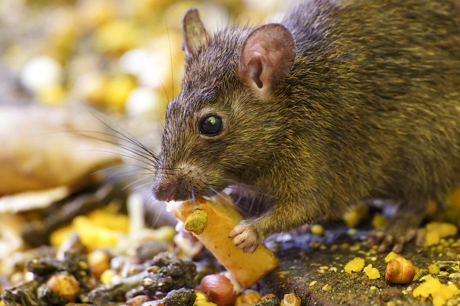 A patkányok nem bírják a hagyma erős aromáját / Fotó: Getty Images