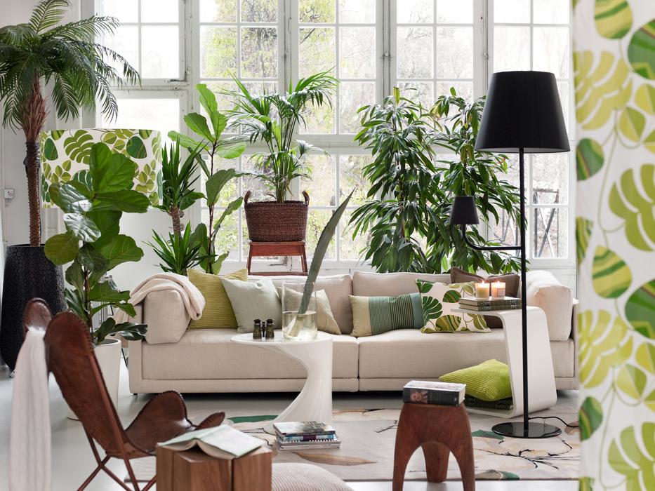 Most mindenki ezt a növényt próbálja beszerezni a lakásába: a legjobb légtisztító, szuper könnyű fenntartani, és trópusi hangulatot kölcsönöz a térnek fotó: Getty Images
