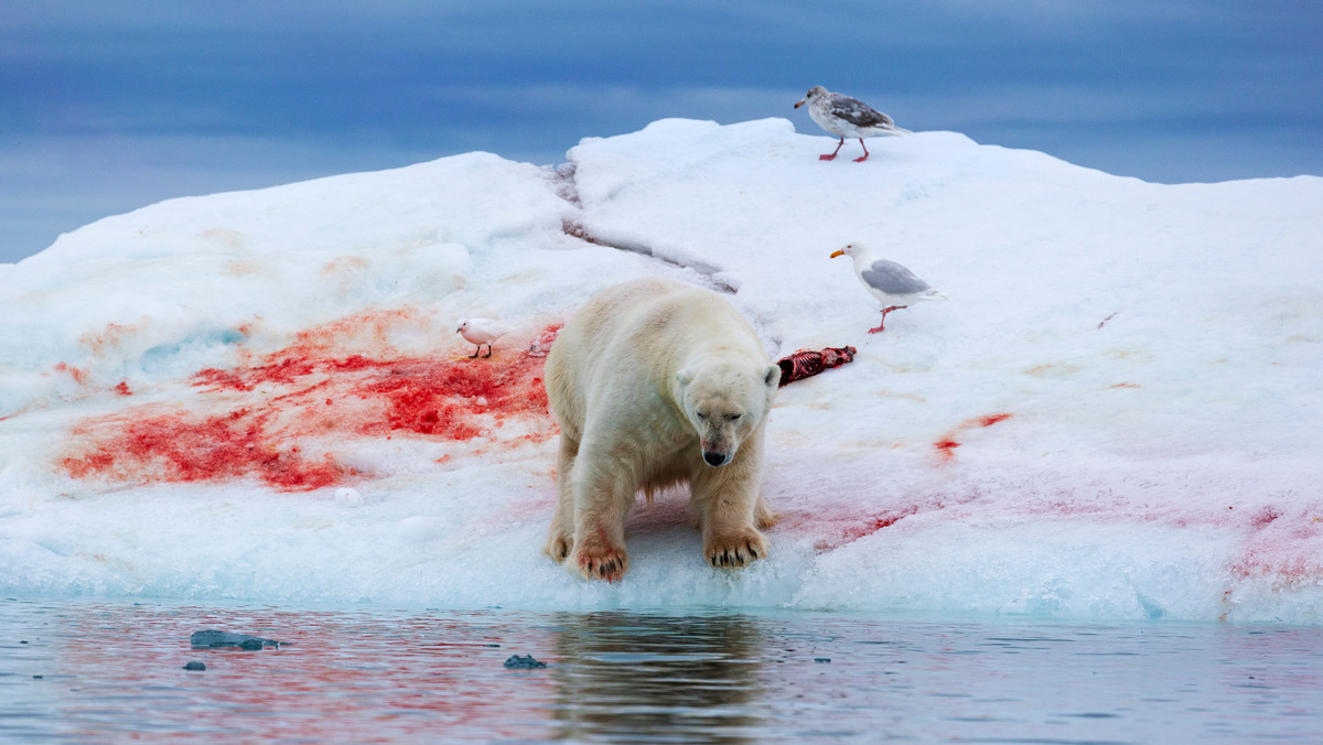 Atak niedźwiedzia polarnego na turystkę. Zwierzę zastrzelono