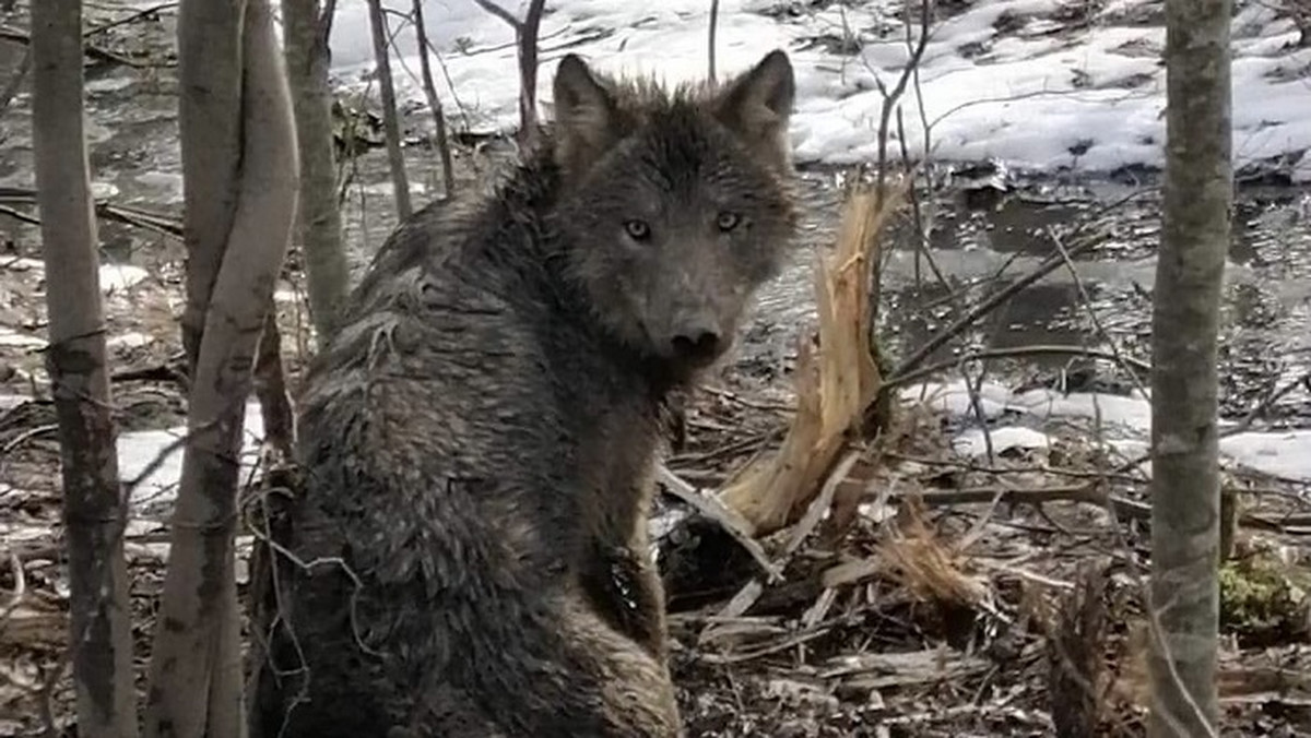 Warmińsko-mazurskie: Leśnicy uratowali wilka. Nadano mu imię Jar