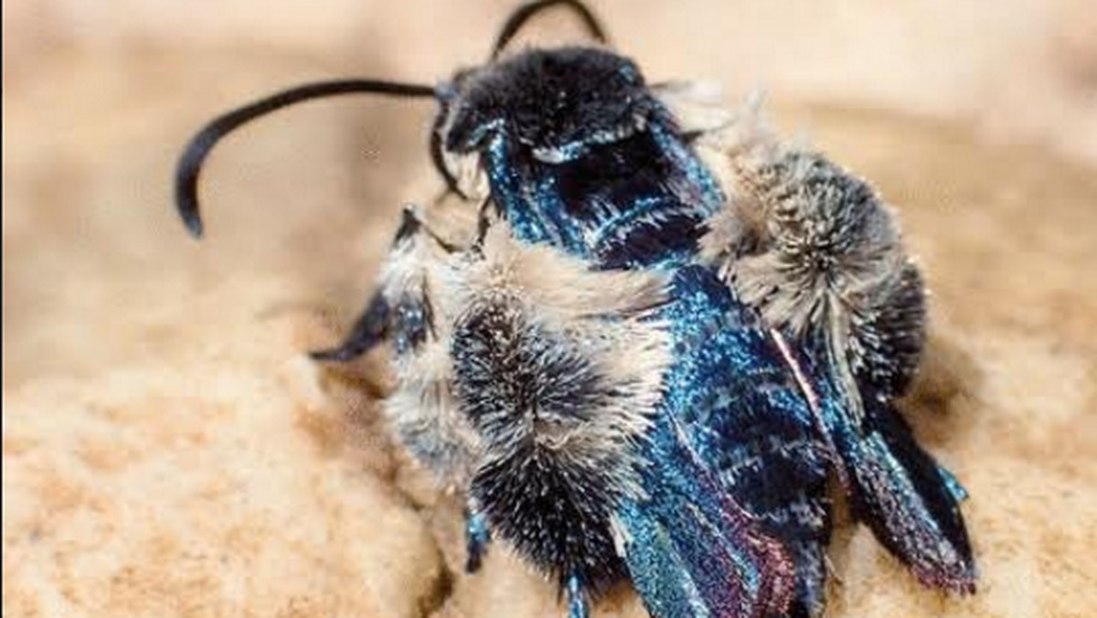 W trakcie wyprawy naukowej po lasach tropikalnych Malezji doktorantka z Wydziału Biologii Uniwersytetu Gdańskiego znalazła jaskrawoniebieskiego motyla, który wyglądem i zachowaniem naśladuje niebieskie pszczoły występujące w tej części świata. - To wyjątkowa sprawa, bo jedyny odkryty osobnik tego gatunku motyla został odnaleziony 130 lat temu – komentują przedstawiciele uczelni.